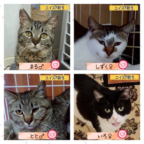 6月の譲渡会参加猫たち