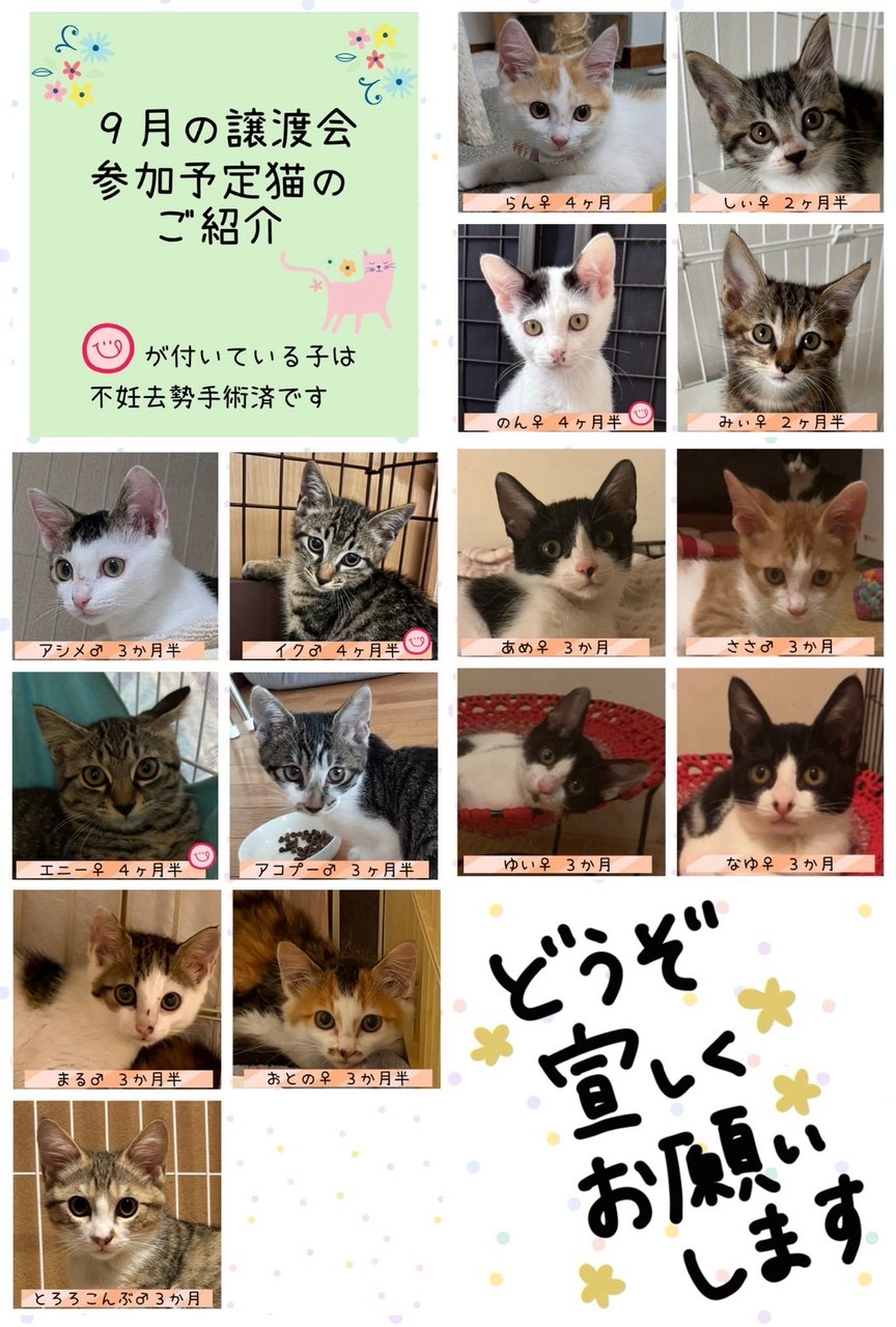 譲渡会参加猫たち