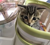 キジトラのおちびちゃん