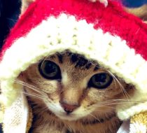 茶々　里親さん決定！