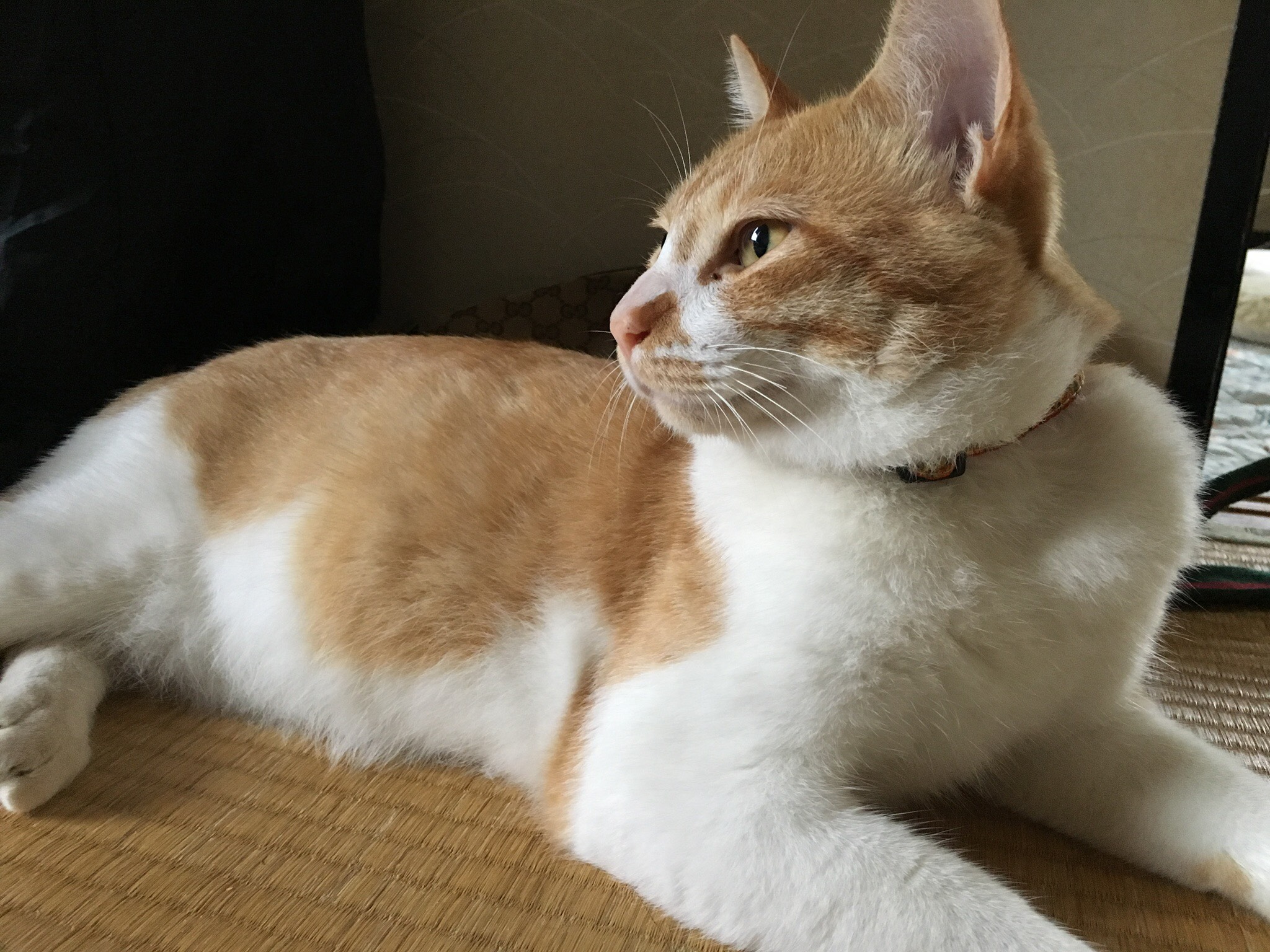 迷い猫情報　栗原中央　たまちゃん