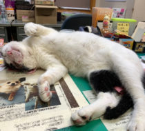 ハチワレ成猫ダンくん里親さん決定です！