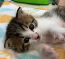 ポン太里親さん決定！