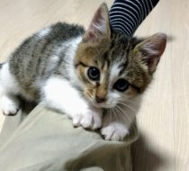 松くん　里親さん決定です！