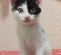 【里親さん決定】たまちゃん
