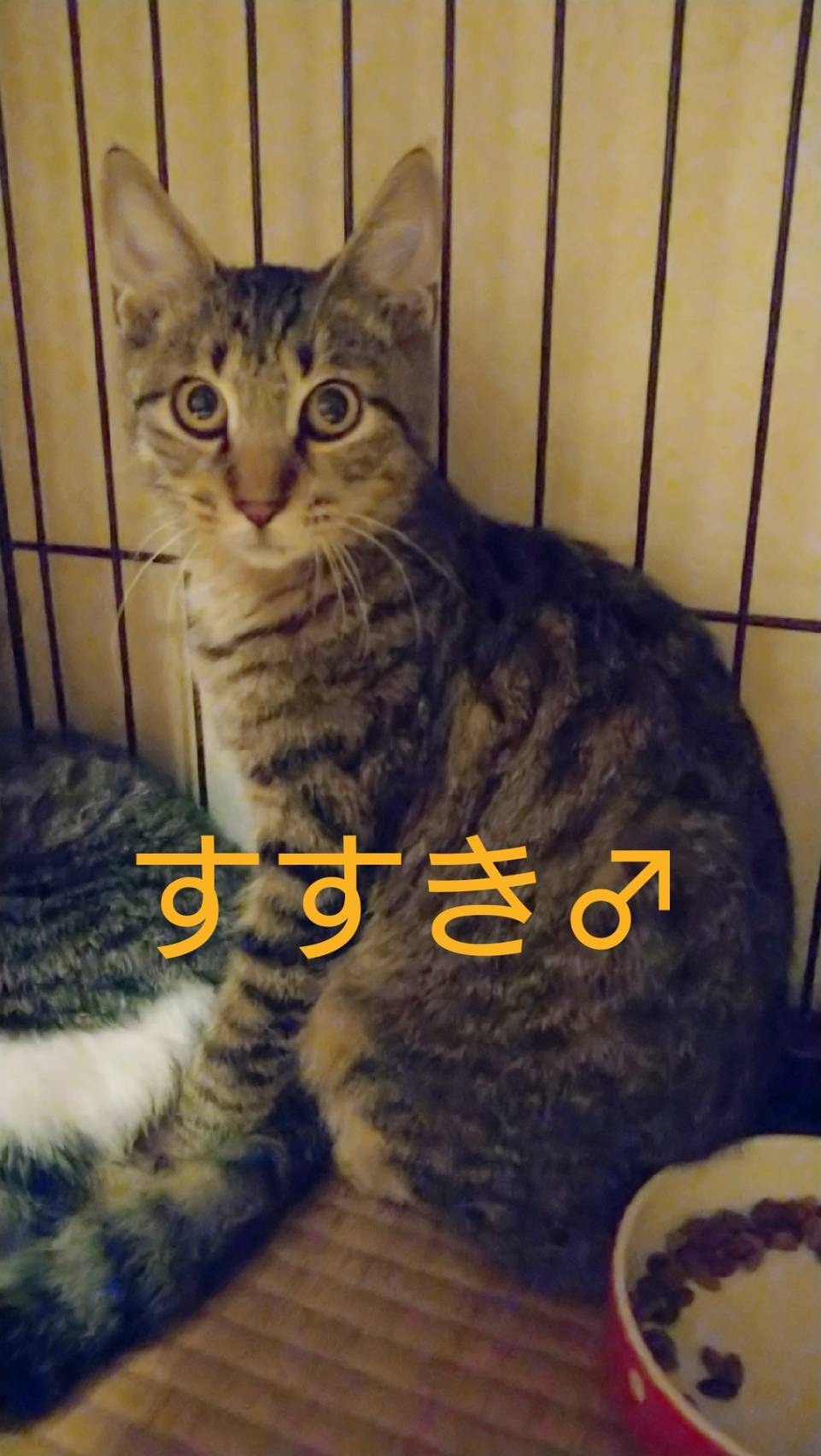 【里親さん決定！】すすきくん