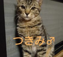 【里親さん決定！】つきみくん