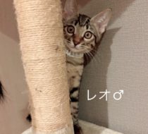 【里親さん決定！】レオくん