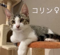 【里親さん決定！】コリンちゃん