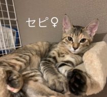 【里親さん決定！】セピちゃん