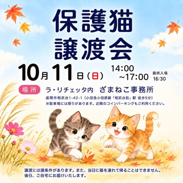 10月の譲渡会おしらせ